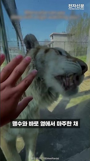 “A night right next to a tiger”… Controversy over Chinese zoo accommodation package