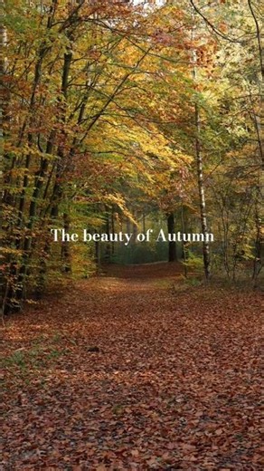 Beautiful colors of Autumn #forestbathing