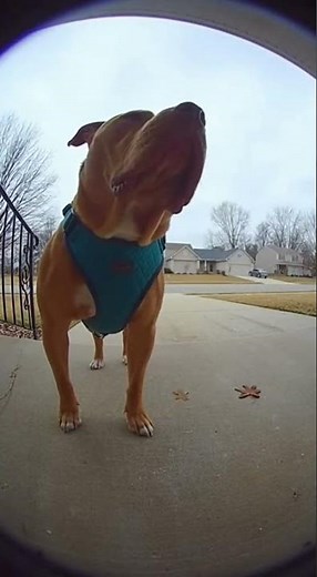 Nooooooo pibble 😢 Watch this hilarious pug fail #pug #funny #pets