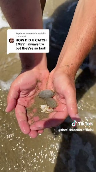 Master Coastal Foraging Techniques for Beachcombing