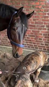 If you want more realism in equestrian sports, then you've come to the right place. 🙋🏼‍♀️🫶🏻