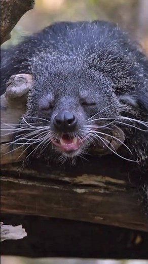 This animal smells like popcorn 🍿 | Binturong