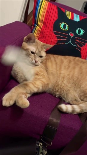 猫じゃらしで遊ぶ茶トラ猫🐱さん キャンディ🍬君😆