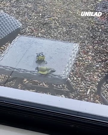 12M views · 84K reactions | Nature really is incredible 凉 | UNILAD | Facebook