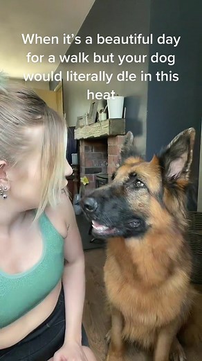 Keeping Your Dog Safe in the Heat: Tips and Tricks