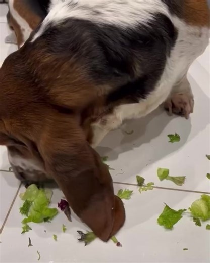 8.7K views · 1.1K reactions | Frank will eat anything that falls out of the big cold white treat box… ham next please humans..  | My Dog is a Tw.t | Facebook