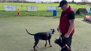 2.5K views · 75 reactions | RESIDENTIAL TRAINING ‼️‼️‼️‼️ Lady the young female Dobermann ❤️❤️ | K9 Training Services: Dog Training Centre of Excellence | Facebook