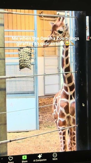 Me when the Omaha Zoo brings giraffes to quarantine 🥹🦒