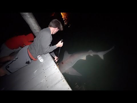 Dock Fishing DISASTER! -- Big Shark Takes Us Under! (Florida Send DAY 2)