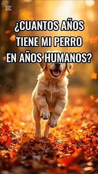 cuanto años tiene mi perro en años humanos? te decimos la formula adecuada para calcular su edad