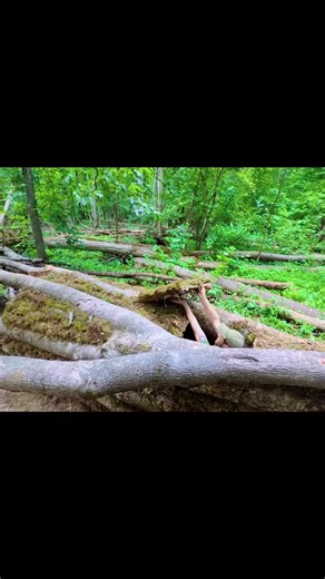 Surviving in the Forest: Essential Shelter-Building Tips