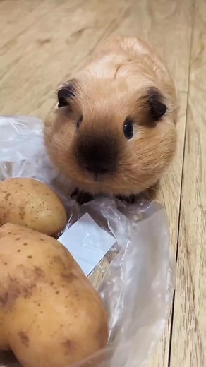 Have you seen such a beautiful pig #pet #fyp #petlover #PetTraining #cutepet #funny #guineapigs #cute #animals | Always curiouss