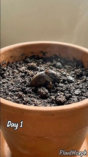 384 Day Monstera Deliciosa Growth Timelapse