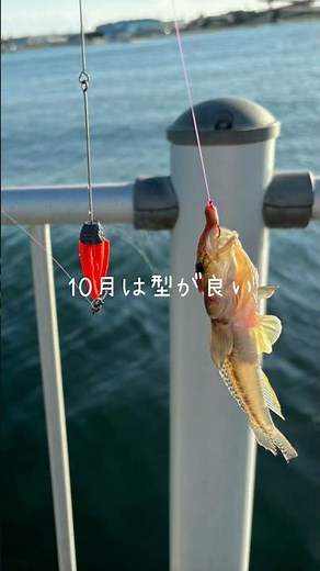 【釣り】木更津内港公園ハゼ釣り