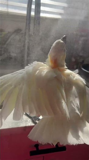 Beautiful cockatoo takes a bath💕 #4urpage #cockapoo #birds #cockatoo #cuteanimals #parrot #cute