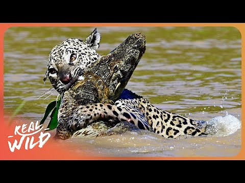 JAGUAR VS PREY | King Of The Jungle | 4K