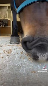 9.6K views · 826 reactions | *sound on* Our resident ‘vacuum’ Ras is always on hand to Hoover up any feed spills. Just make sure you press her nose to turn her back off - however, this button is often faulty.  (Thanks to our hilarious grooms for putting this together.)  | Mounted Unit - NSW Police Force | Facebook