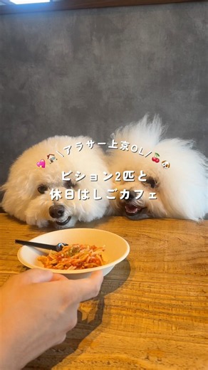 【ビション2匹と休日はしごカフェ】#ビションフリーゼ #もふもふ #bichonfrise #dog #pets