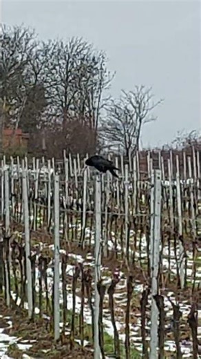 The Lonely Lovely Crow 5