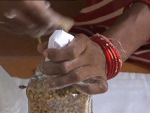 Mushroom Spawn production KVK Jharsuguda