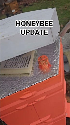 Honeybee Update | 3D Printed Hive | Frozen or Alive?