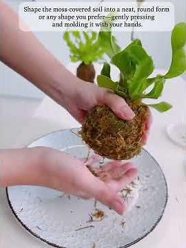 DIY Kokedama Tutorial | How to Make Moss Ball Plant Step-by-Step by Letsplant Malaysia