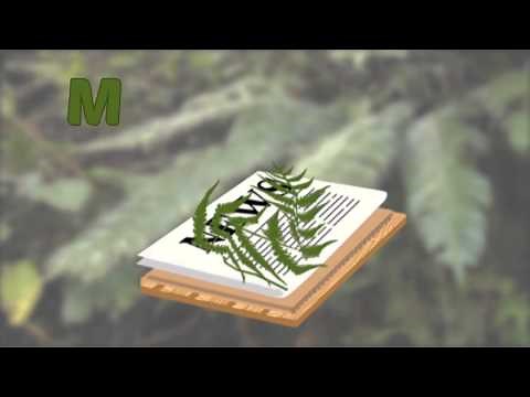 Episode 4 - Preserving Plant Specimens