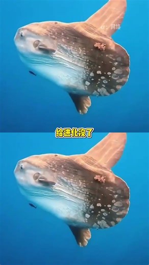 翻車魚：活着也行，死了也行 #翻車魚 #科普 #生物#神奇動物在