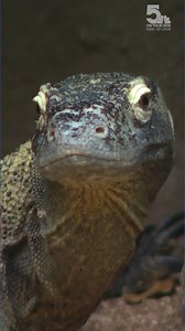 Saint Louis Zoo's Komodo dragon 'Charlie' is getting settled in