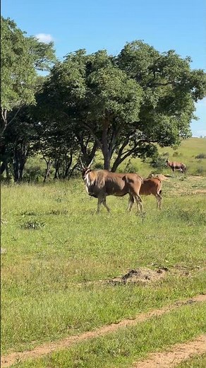 Eland are the largest antelope that walk on our planet - they are so graceful! 🦌 🌍