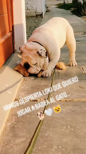 #hermanos #perritostiktokers #perros #perrijo #mascotas #amor #petlover #amorincondicional #humor #gato #bulldog