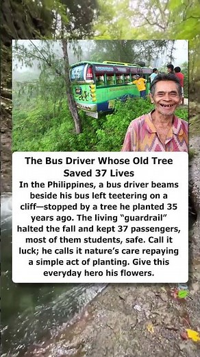 The Bus Driver Whose Old Tree Saved 37 Lives