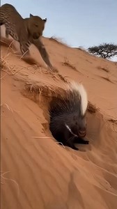 🐆Леопард нападает на дикобраза🦔#chasse #leopard #porcupine #attack #shorts