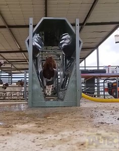 7.2K views · 56 reactions | Fast, effective parasite control Sheep/Goat . | Chrisstal FARMS. | Facebook