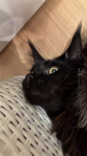 Funny Maine Coon Cat Moments That Will Make You Laugh