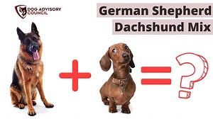 German Shepherd Dachshund Mix - Top Details You Should Know | Dog Advisory Council