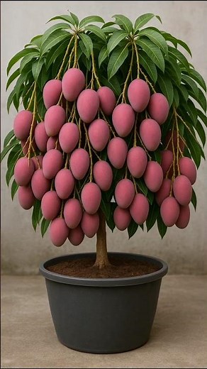 🌿🥭Mango Grafting Made Easy | 100% Success Method