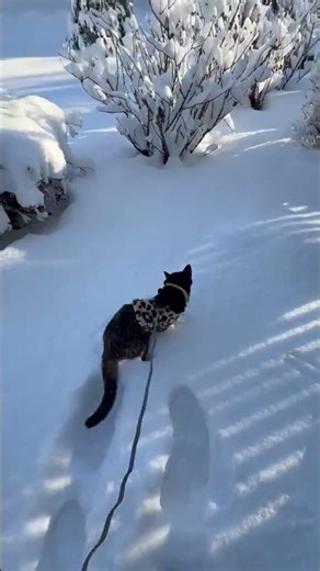 Cats first time playing in the snow #explore #haveitoldyoulatelythatiloveyou #cat #snow