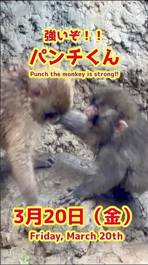 パンチくん【2026年3月20日撮影】強いぞ！！パンチくん #がんばれパンチ #punch #HangInTherePunch #市川市動植物園【Punch the monkey】N04