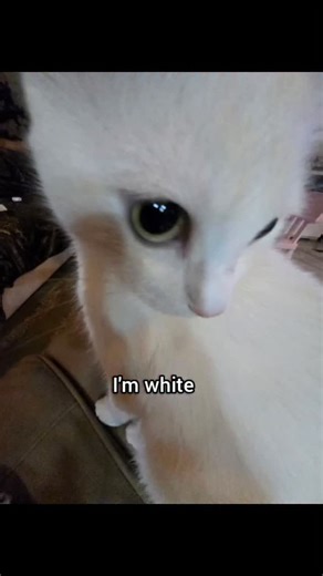 2.9K views · 4.6K reactions | Best unlicensed gynaecologist @alexschor1 #fyp #cat #georgieebom #memes #funny | Divine George | Facebook