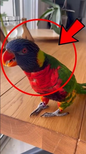 Unbelievable Talking Birds: The Smartest Parrots Ever?