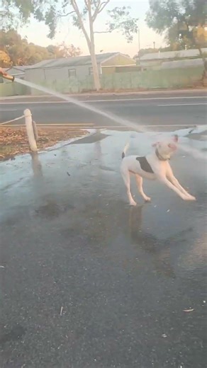 happy having a shower in the heat #dog #fire hose