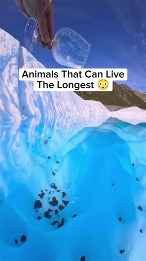 Greenland Shark: The Longest-Lived Animal on Earth