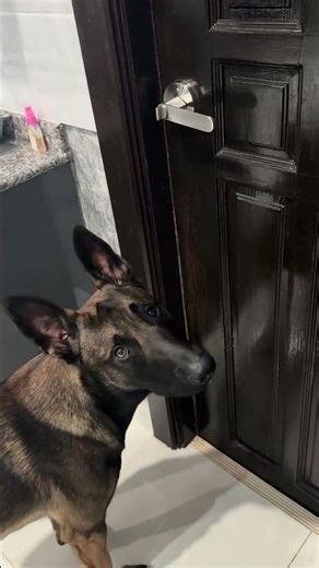 Our Malinois, Charlie. His dad wouldn't take Charlie outside.