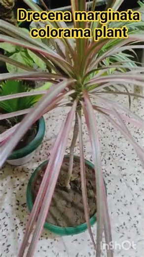 Drecena marginata colorama plant summer care 🌞⛱️😘 #plants #garden #BUBBLY HOME'S Gardening