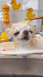 The eye flutter at the end says it all 😉 I just love my bath brush massages so much 🥰 As you can tell, it feels heavenly to have my tiny chihuahua head gently scrubbed 🐶 I’m soooo tiny that it’s impossible to wash me with any regular brushes or even hands 😅That is why we made my own bath brushes for tiny delicate dogs like me 💛🐶🐾🥰🛁💦. . #tinydog #dogbath #dogbathtime #dogwash #chihuahuadog #wetdogwednesday | Tiny Chihuahua Cedric