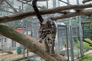 Featured Creature: Clouded Leopard