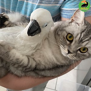 12M views · 10K reactions | Zazoo and Simba are the Two Cutest Unlikely Pals!  | Animals Doing Things | Facebook