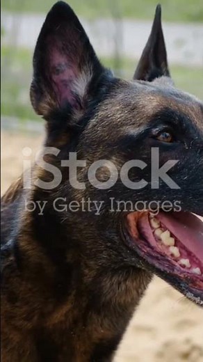 The Incredible History of Belgian Malinois (and Why They're So Unlucky)