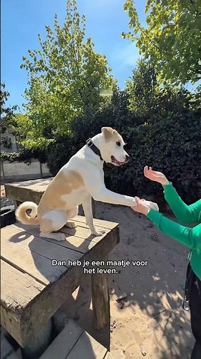 Flakey zoekt een baasje! 🐾
